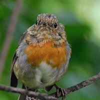 Зарянка :: Лина 