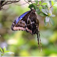 *** :: Aleksandr Gal *** :: Aleksandr Gal