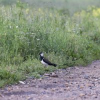 чибис :: юрий макаров чибис :: юрий макаров