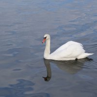 Лебедь :: Рита Симонова