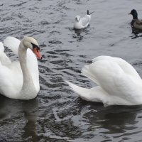 Лебеди :: Рита Симонова
