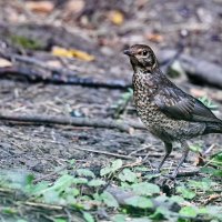 Насторожился... :: Николай Саржанов