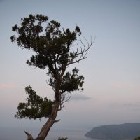 Природа Крыма :: Amazing Cosmea