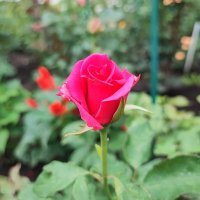 ,,, :: Сергей Тимоновский