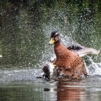"Эх, хороша водичка!" :: Владимир Безбородов