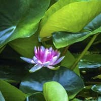 Розовая  лилия :: Валентин Семчишин