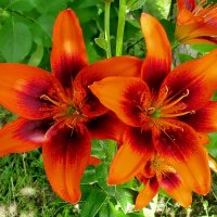 Лилии в саду. :: Ольга Довженко