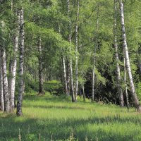 Берёзовый край :: Евгений Корьевщиков