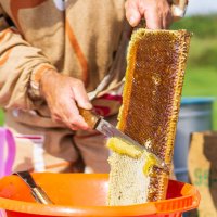 Снимаем пробу меда :: Дмитрий Ряховский