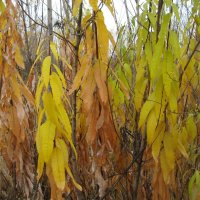 Осень :: Anna Ivanova Осень :: Anna Ivanova