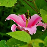 *** :: Светлана 