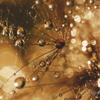 *** :: Елена Kазак (selena1965) *** :: Елена Kазак (selena1965)