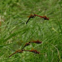 Синхронисты :: Сергей Швечков Синхронисты :: Сергей Швечков