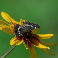 Пестрокрыльница изменчивая/ :: Sergey (Apg)