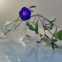 *** :: Валентина Богатко 