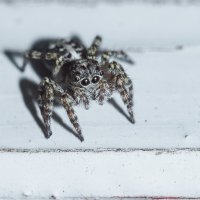 Jumping Spider | 4 :: Sergey Sonvar