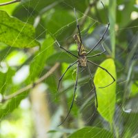 Арахнидик (паучок) :: Сергей Фомичев Арахнидик (паучок) :: Сергей Фомичев