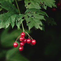 Краснота :: Aleksey Zaikin