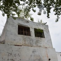 Глазюки :: Наталья Покацкая