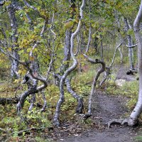 Пьяный лес :: Марина Виноградова