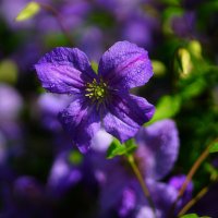 В сиреневой дымке :: Наталья Лакомова