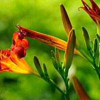 Лилейник :: Наталья Лакомова