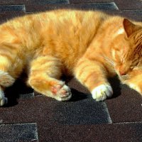 Дневной сон КАФЕйной кошки :: Сергей Карачин