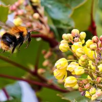 гость цветка :: Laryan1 гость цветка :: Laryan1