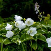 *** :: ирина )))