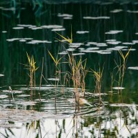 Утро. :: Вячеслав Владимирович