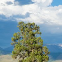 *** :: Николай Чекалин