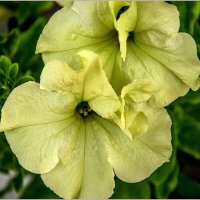 Цветочное лето :: Aquarius - Сергей Цветочное лето :: Aquarius - Сергей