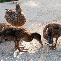 Утята :: Сапсан 