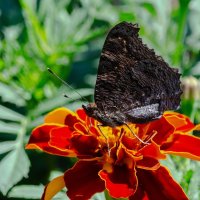 *** :: Виктор Иванович Чернюк