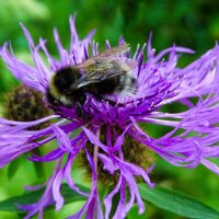 Трудяга - шмель за работой. :: Милешкин Владимир Алексеевич 