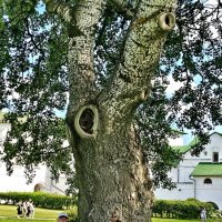 Суздаль :: Михаил Свиденцов