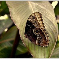 Как прекрасен этот мир.. :: Aleksandr Gal