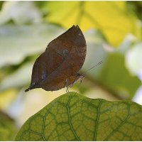 Листик :: Aleksandr Gal