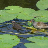 Камышница и камышонок :: Рита Симонова