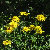 Золотые шары :: Людмила Смородинская