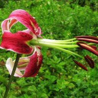 Красотка :: Людмила Смородинская Красотка :: Людмила Смородинская