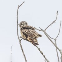 сова болотная. :: юрий макаров