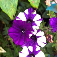 петунии :: Наталья 