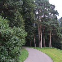 Древесная флора в парке Валуево :: Александр Буянов