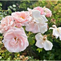 Розы конца июля. :: Валерия Комова