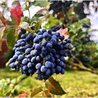 Ягоды магонии. :: Валерия Комова