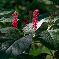 Лаконос американский :: Игорь Сикорский Лаконос американский :: Игорь Сикорский