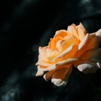 Розы Августа... :: Николай Саржанов