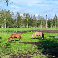 В полях Яви Нави. :: Ольга 