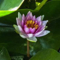 Розовая  лилия :: Валентин Семчишин